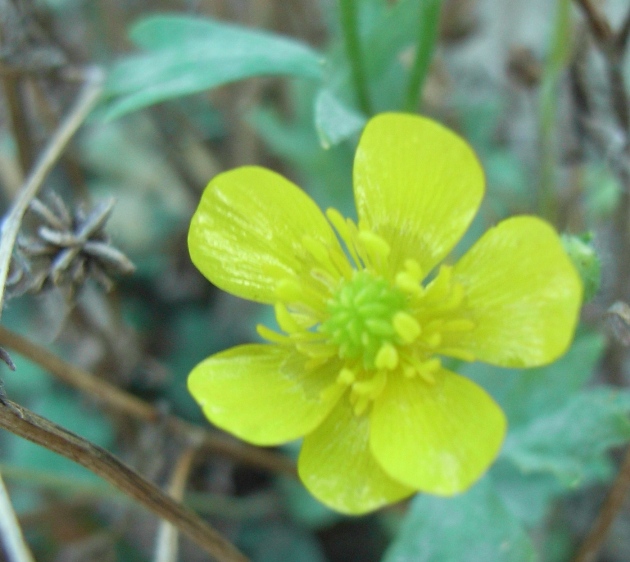 spiaggia montenero2 - Ranunculus cfr. sardous